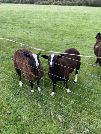 Image 2 of X3 pedigree Zwartbles ewe lambs for sale