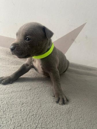 Image 2 of Adorable staffy puppys A