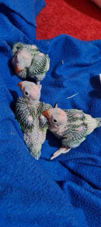 Image 4 of I have ringneck baby's for sale green colour THEY Are READY