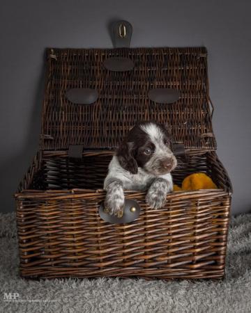 Image 7 of Extensively health tested working cocker spaniel puppies