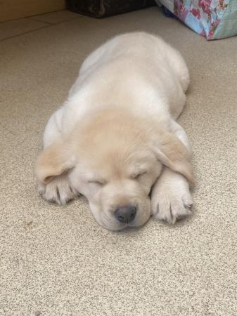 Image 1 of Beautiful show breed Labrador puppies
