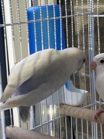 Image 4 of Lovebirds pale fallows and split pale fallows