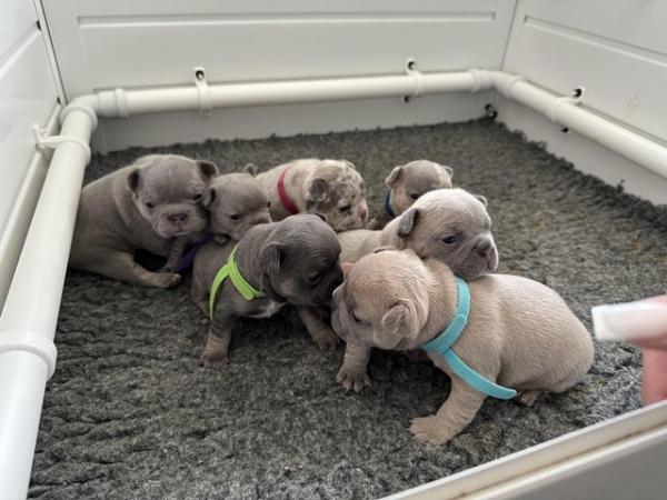 Image 47 of French bulldog Puppys quality litter PP avail