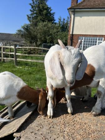 Image 1 of 6 Boer castrated male goats for sale