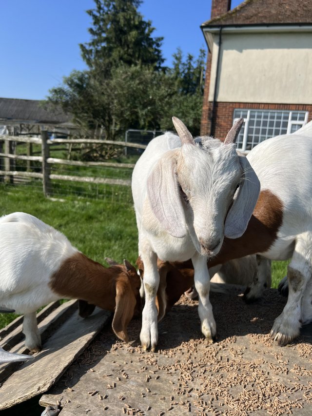 Preview of the first image of 6 Boer castrated male goats for sale.