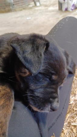 Image 9 of Border collie cross rottweiler puppies