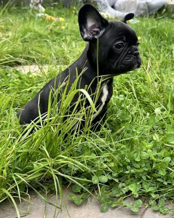Image 9 of READY TO LEAVE FRENCH BULLDOG PUPPIES
