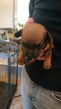 Image 3 of French weiner puppies for sale