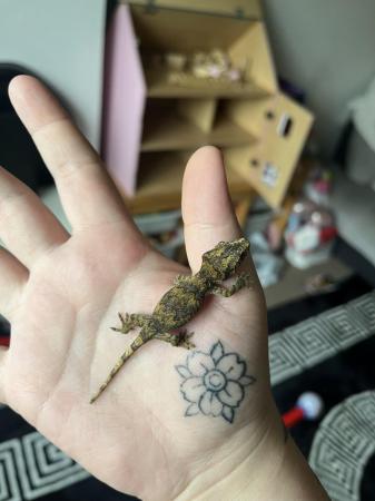 Image 5 of Baby Gargoyle Gecko for sale