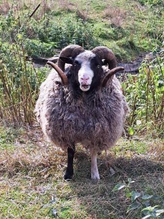 Image 1 of 4 Pure Bred Shetland Rams for sale