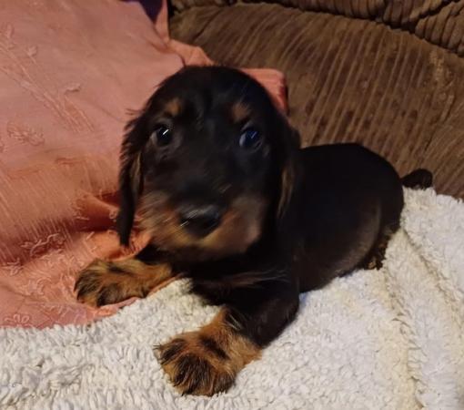 Image 5 of standard wirehaired dachshund DOG puppies