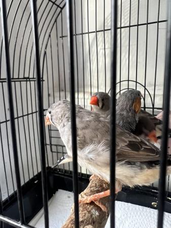Image 4 of Baby male Java sparrow for sale