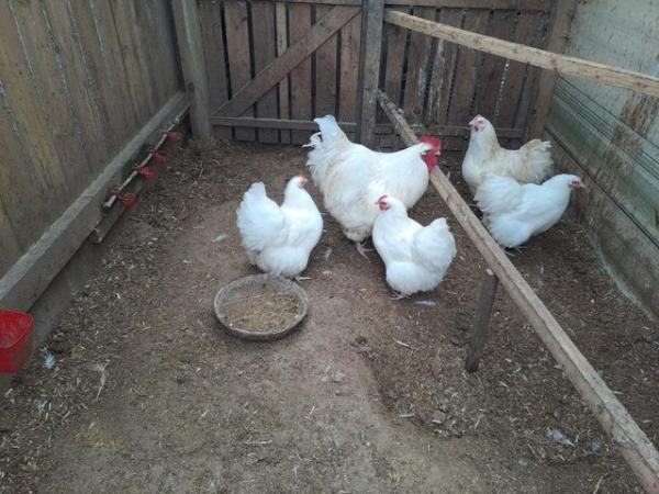 Image 2 of white Orpington hatching eggs.....for sale
