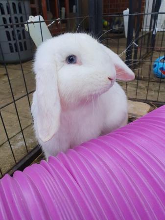 Image 3 of FINN neutered/vaccinated friendly lop boy for adoption