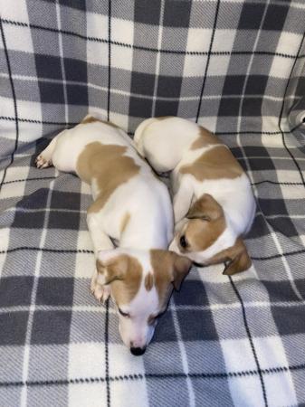 Image 4 of 2 KC registered whippet puppies