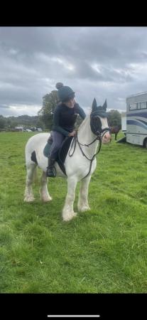 Image 2 of Sally, 13.2, 10 year old cob mare.