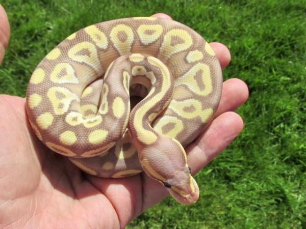 Image 1 of Sweet Banana Mojave ball python.
