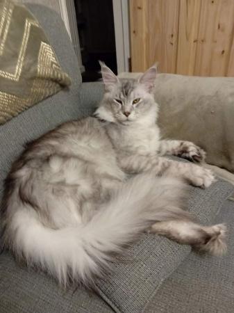Image 9 of Stunning polydactyl maine coon girls