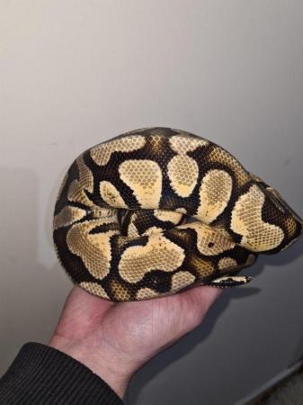Image 3 of Pastel YellowBelly Ball Python - CB20 Male