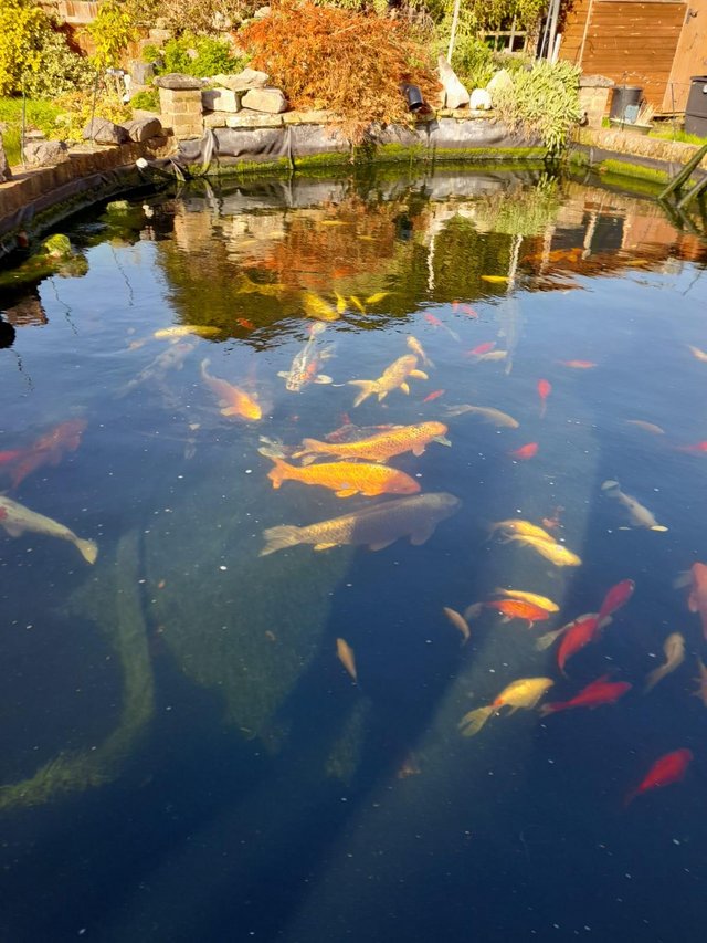 Preview of the first image of Rehoming any pond fish koi and pond clearance.