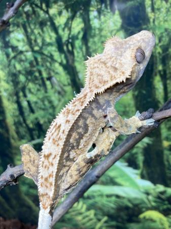 Image 4 of Unsexed juvenile extreme harlequin crested gecko