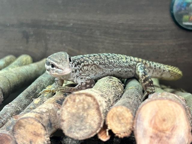 Preview of the first image of ACKIE MONITOR LIZARD with Vivarium.