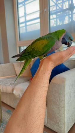 Image 6 of Baby hand tame alexandrine, derbyian and green cheek conures