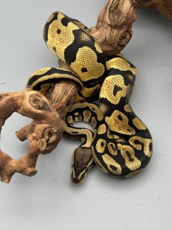Image 19 of Available Ball Python (Royal Python)