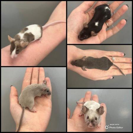 Image 5 of Fancy Mice Available At The Marp Centre £4.95 Each