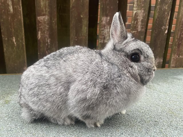 Preview of the first image of Chinchilla netherland dwarf doe 10 months.