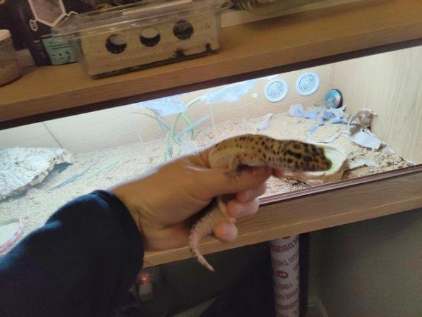 Image 4 of 1 year old male Leopard Gecko with terrarium.