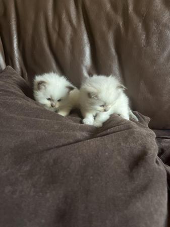 Image 5 of Beautiful male Ragdoll kitten for reservation