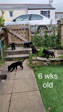 Image 15 of Black Lab x Collie-Lurcher Puppies, READY NOW