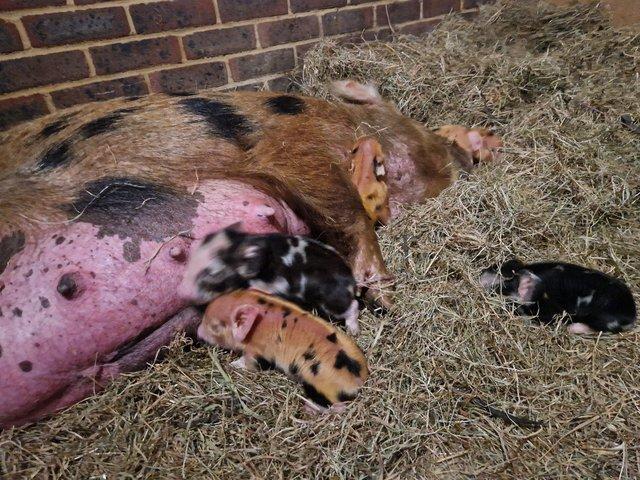 Preview of the first image of Kune kune babies for sale.