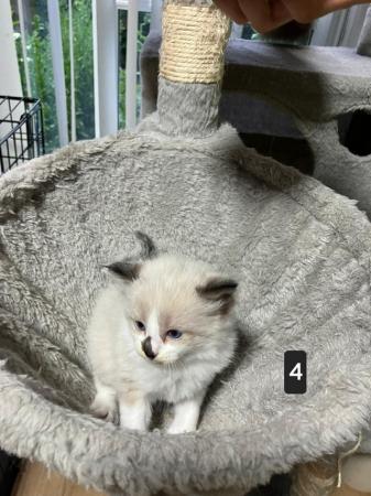Image 6 of Adorable Ragdoll Kittens Ready in 1 weeks