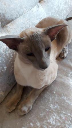 Image 9 of Full Pedigree Oriental 4 Kittens XL size ears