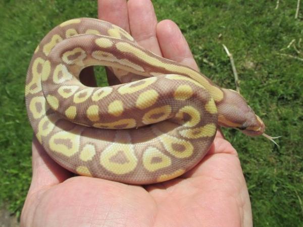 Image 3 of Sweet Banana Mojave ball python.
