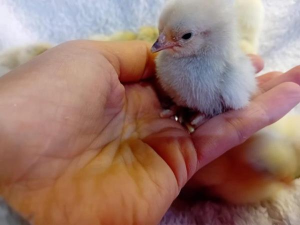 Image 4 of Porcelain Sablepoot Bantam Chicks ~ hatched 17.4.24