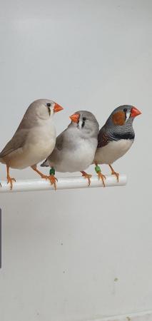 Image 4 of Pairs of Zebra Finches available