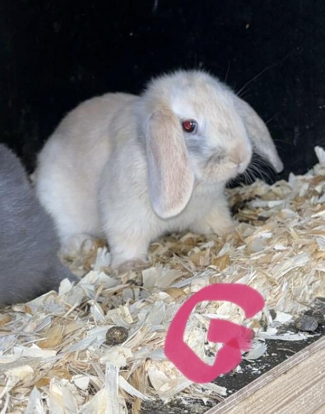 Preview of the first image of Mini lop baby bunnies now ready to leave.