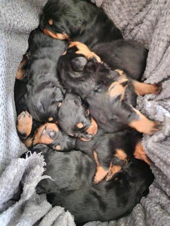 Image 2 of Beautiful chunky rottweiler puppies