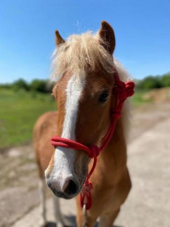 Image 10 of Adorable Future11.2hh Lead Rein/Ridden/Pony Club Project