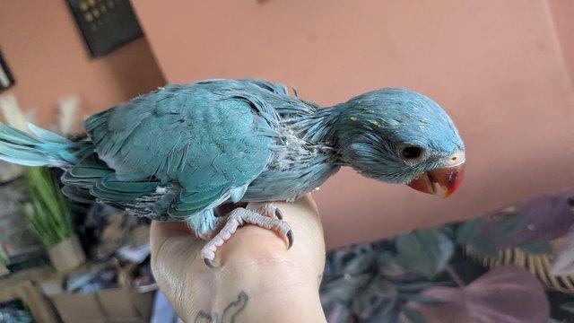 Image 6 of Cuddly tame hand reared baby ringneck parrots