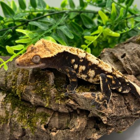 Image 4 of High End - High Contrast Jet Black Male Crested Gecko