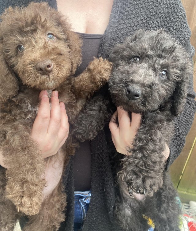 Preview of the first image of Bedlington terrier puppies.