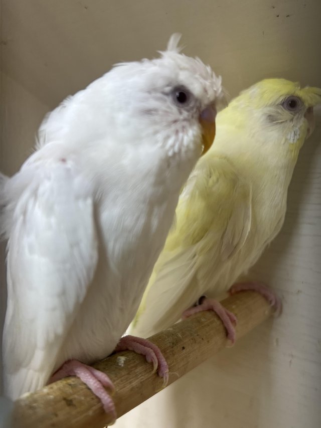 Preview of the first image of Red eye double flower hago/ helicopter budgies pair for sale.