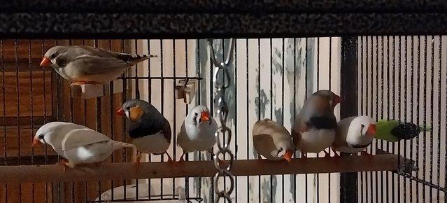 Image 6 of 7 Zebra Finches plus 2 Cages & all accessories (will split)