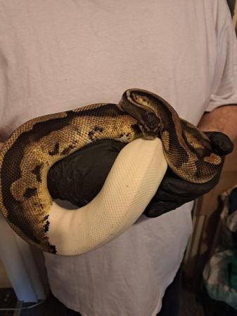 Image 5 of 2020 proven breeder female pied ball python