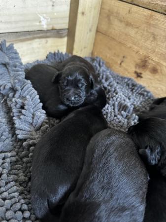 Image 8 of Labrador x spaniel puppies