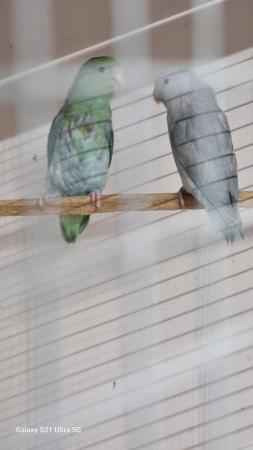 Image 4 of 2 year old mutation pair of parrotlets.